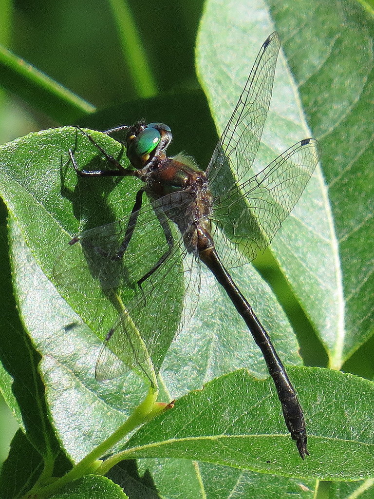 Petite Emerald