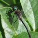 Petite Emerald - Photo (c) Nick Block, some rights reserved (CC BY), uploaded by Nick Block