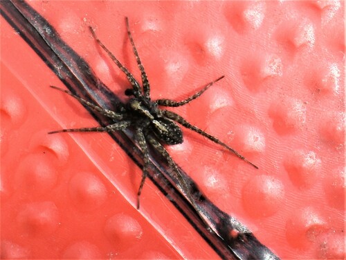 Spotted Wolf Spider, Meppel, Nederland, photo 6 of 10