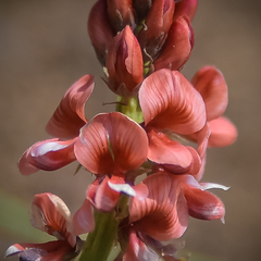 Indigofera dimidiata