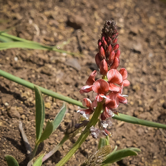 Indigofera dimidiata