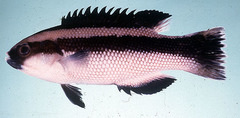 Giant Hogfish photo 2