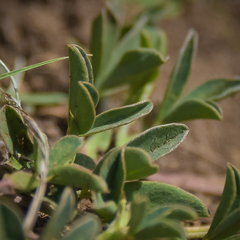 Indigofera dimidiata