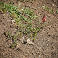 Indigofera dimidiata