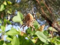 Araneus pallidus