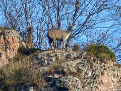 Moschus chrysogaster