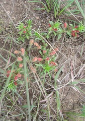 Acalypha peduncularis