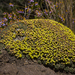 Euphorbia clavarioides - Photo (c) Brendan Cole,  זכויות יוצרים חלקיות (CC BY-NC-ND), הועלה על ידי Brendan Cole