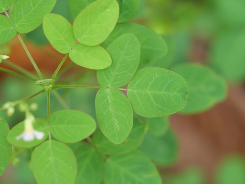 Oxalis barrelieri image