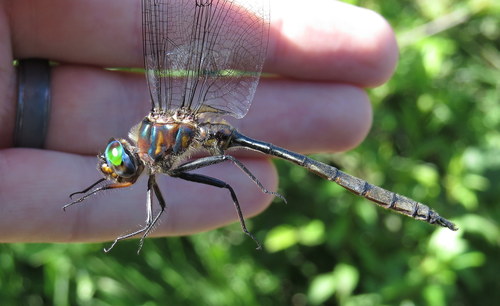 Williamson's Emerald photo 4