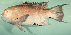 Giant Hogfish photo 3