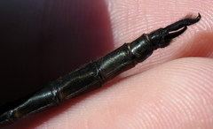 Somatochlora williamsoni