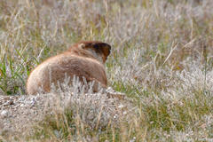 Marmota sibirica