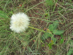 Gerbera piloselloides