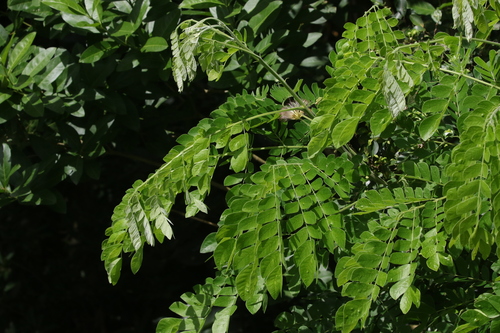 Samanea saman