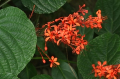 Clerodendrum buchananii