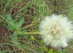 Gerbera piloselloides
