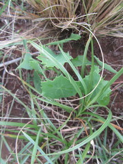 Senecio oxyriifolius