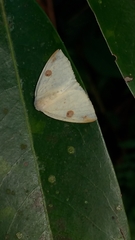 Topomesoides jonasii