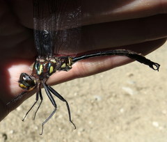 Somatochlora tenebrosa