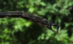 Somatochlora tenebrosa