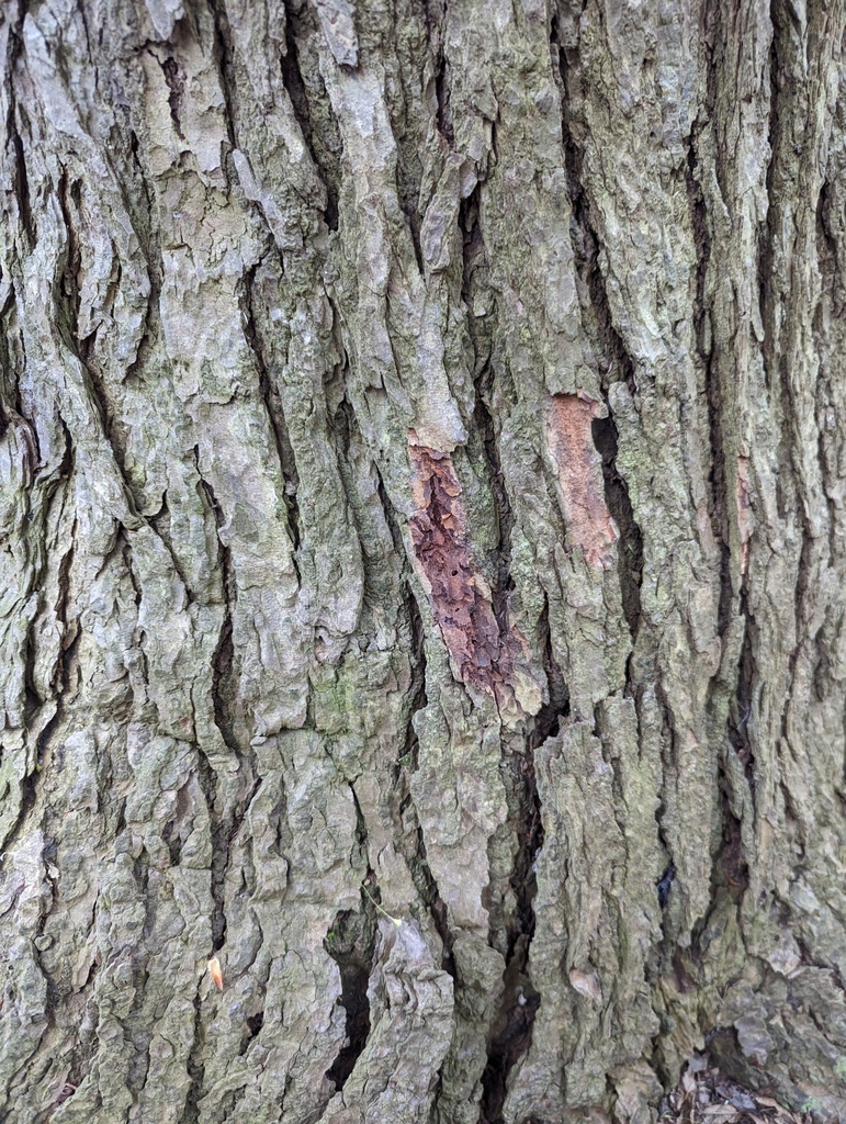 Hemlock Borer