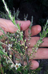 Kunzea linearis