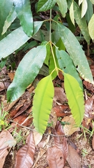 Calophyllum