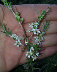 Kunzea linearis