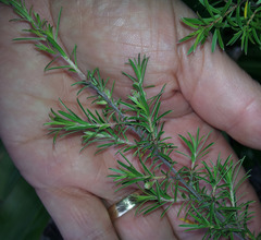 Kunzea linearis