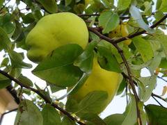 Pseudocydonia sinensis