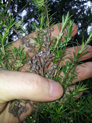 Kunzea linearis