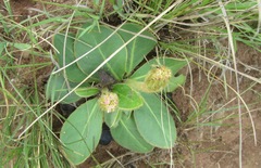 Gerbera piloselloides