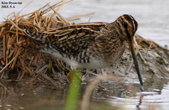Gallinago gallinago