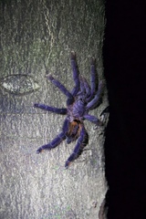 Avicularia