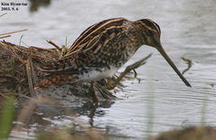 Gallinago gallinago