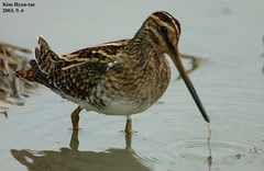 Gallinago gallinago