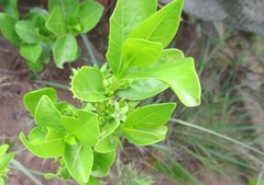 Vangueria venosa