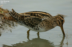 Gallinago gallinago