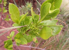 Vangueria venosa