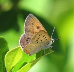 Tharsalea epixanthe