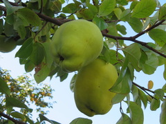 Pseudocydonia sinensis