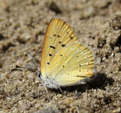 Tharsalea epixanthe