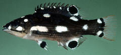 Bay of Bengal Hogfish photo 2
