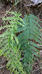 Asplenium bulbiferum x a flaccidum