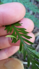 Asplenium bulbiferum x a flaccidum