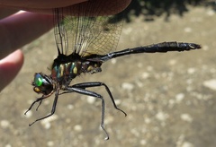 Somatochlora walshii