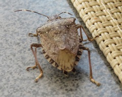 Halyomorpha halys