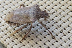 Halyomorpha halys