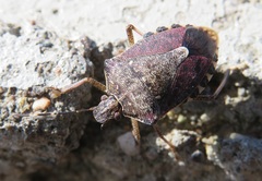 Halyomorpha halys